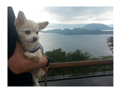 東北 秋田 十和田湖 発荷峠 展望台 夏 犬 チワワ 老犬 旅行 ペット 一緒 宿 車