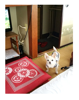 東北 仙台 宮城 伊達藩 せんだい 夏 犬 チワワ 老犬 旅行 ペット 一緒 宿 車