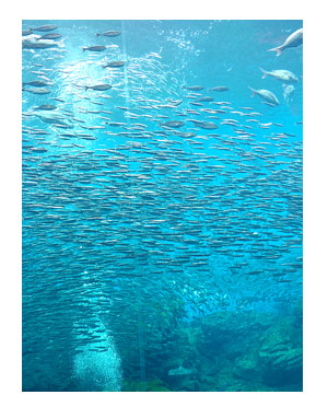 東北 仙台 水族館 仙台 うみの杜水族館 夏 犬 チワワ 老犬 旅行 ペット 一緒 宿 車