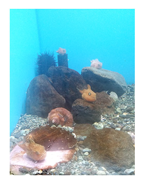 東北 仙台 水族館 仙台 うみの杜水族館 夏 犬 チワワ 老犬 旅行 ペット 一緒 宿 車