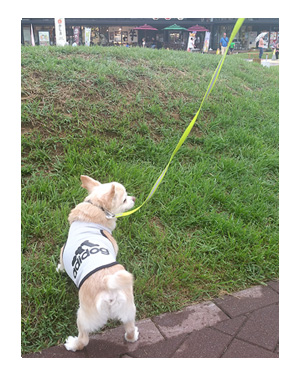 東北 SA サービス 夏 犬 チワワ 老犬 旅行 ペット 一緒 宿 車