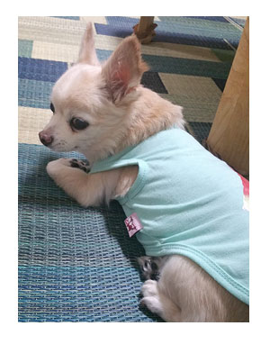 東北 SA サービス 夏 犬 チワワ 老犬 旅行 ペット 一緒 宿 車