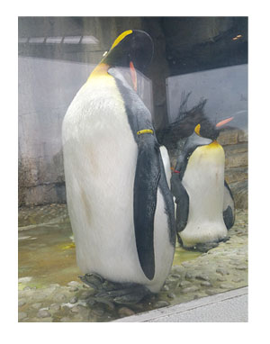 東北 仙台 水族館 仙台 うみの杜水族館 夏 犬 チワワ 老犬 旅行 ペット 一緒 宿 車