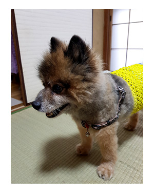 マル 実家 犬 ポメ 老犬 オムツ 老人 犬