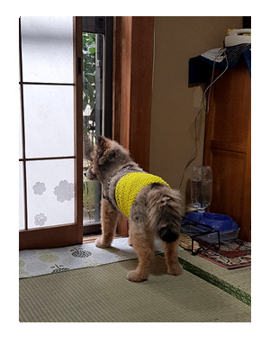 マル 実家 犬 ポメ 老犬 オムツ 老人 犬