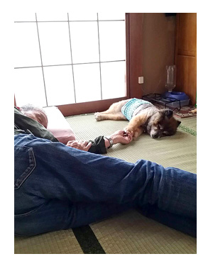 マル 実家 犬 ポメ 老犬 オムツ 老人 犬