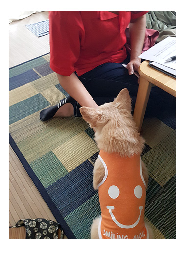 ペット シッター 家 介護 留守番 見守り ケア ペッツ care pets 犬 老犬 チワワ