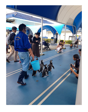 石川 バイク ツーリング 能登島 のとじま のどじま 水族館 シッター ペット 犬 チワワ 老犬 旅行 ペット 預 家