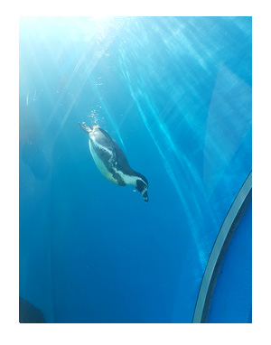石川 バイク ツーリング 能登島 のとじま のどじま 水族館 シッター ペット 犬 チワワ 老犬 旅行 ペット 預 家