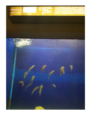 石川 ひっぱり モチ 餅 もち 能登 土産 シッター ペット 犬 チワワ 老犬 旅行 ペット 預 家 自宅