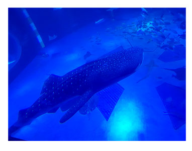 石川 バイク ツーリング 能登島 のとじま のどじま 水族館 シッター ペット 犬 チワワ 老犬 旅行 ペット 預 家
