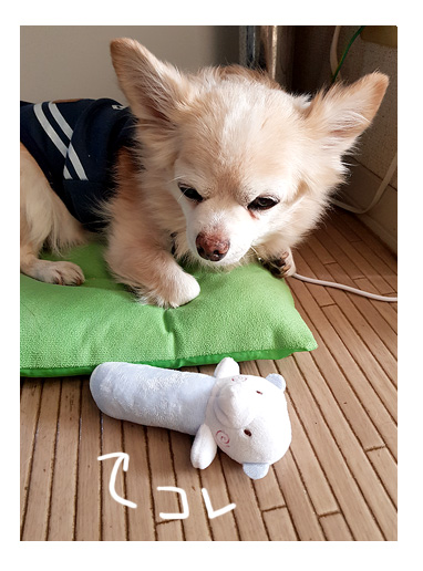 シッター ペット 犬 チワワ 老犬 旅行 ペット 預 家 ケアペッツ carepets ぬいぐるみ