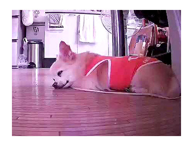 留守番 チワワ 福 犬 ペット シッター 自宅 旅行 老犬 介護 ケアペッツ 見守り カメラ