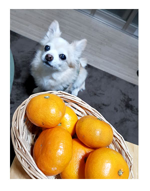 みかん 福 チワワ 犬
