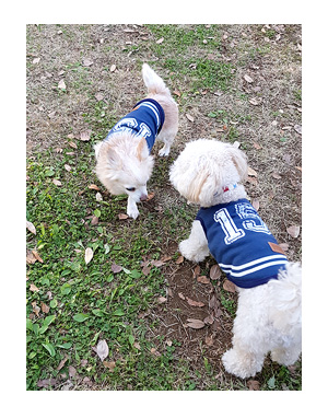 昭和 記念 公園 ドッグラン 犬 チワワ ガウリン 吠え 漫画 犬