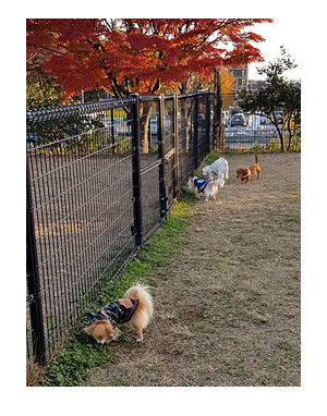 昭和 記念 公園 ドッグラン 犬 チワワ ガウリン 吠え 漫画 犬
