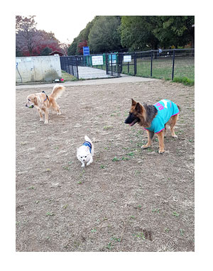 昭和 記念 公園 ドッグラン 犬 チワワ ガウリン 吠え 漫画 犬
