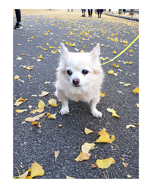 昭和 記念 公園 ドッグラン 犬 チワワ ガウリン 吠え 漫画 犬