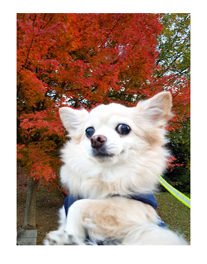 昭和 記念 公園 ドッグラン 犬 チワワ ガウリン 吠え 漫画 犬