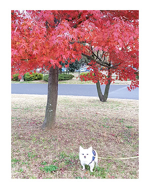 昭和 記念 公園 ドッグラン 犬 チワワ ガウリン 吠え 漫画 犬