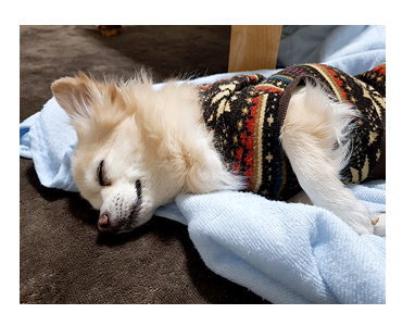 昭和 記念 公園 ドッグラン 犬 チワワ ガウリン 吠え 漫画 犬