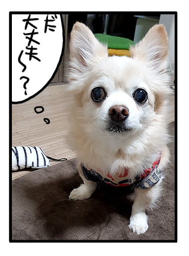 大丈夫? 福 ちわわ 犬 漫画 老犬 爺