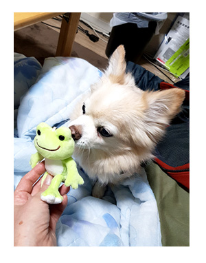 ピクルス ぴくるす カエル 縫い ぬいぐるみ キャラ 犬 チワワ
