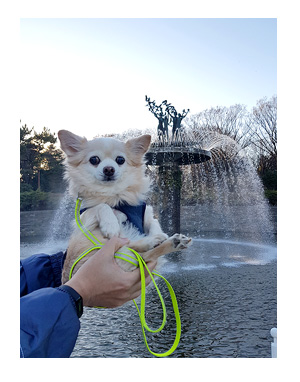 ドッグラン 小型 大型 犬 ガウリン 吠え 見知り