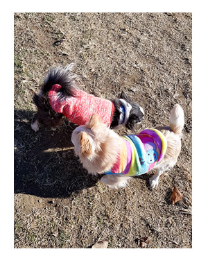 那須 なす 那須高原 旅行 温泉 ペット 犬 チワワ 老犬 旅行 バイキング ホテル 飲 呑 放題 イラスト わんこ ワンコ 漫画