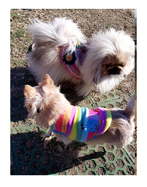 那須 なす 那須高原 旅行 温泉 ペット 犬 チワワ 老犬 旅行 バイキング ホテル 飲 呑 放題 イラスト わんこ ワンコ 漫画