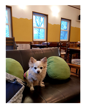 那須 なす 那須高原 旅行 温泉 ペット 犬 チワワ 老犬 旅行 バイキング ホテル 飲 呑 放題 イラスト わんこ ワンコ 漫画