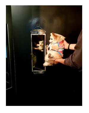 那須 なす 那須高原 旅行 温泉 ペット 犬 チワワ 老犬 旅行 トリック アート 写真 インスタ イラスト わんこ ワンコ 漫画