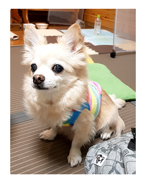 那須 なす 那須高原 旅行 温泉 ペット 犬 チワワ 老犬 旅行 レスタ 宿泊 宿 犬連れ イラスト わんこ ワンコ 漫画