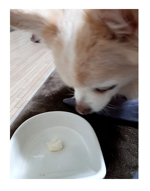 那須 なす 那須高原 旅行 温泉 ペット 犬 チワワ 老犬 くえ クエ 鍋 和歌山 わんこ ワンコ 漫画