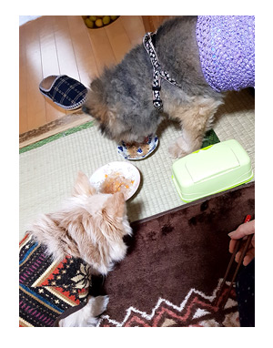 マル 福 ご飯 老犬 仲良 ケンカ 幼なじみ