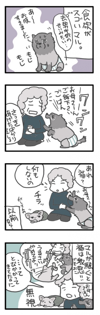 チワワ 老犬 福 ガウリン 吠 ポメ 幼なじみ 食 唸る 爺 老 ワン 犬 まんが 漫画 マンガ