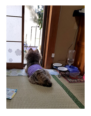 チワワ 老犬 福 ガウリン 吠 ポメ 幼なじみ 食 唸る 爺 老 ワン 犬