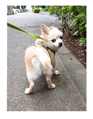 チワワ 老犬 福 ガウリン 吠 散歩 寝 遅 ノロ ゆっくり 遭難 爺 老 ワン 犬 まんが 漫画 マンガ