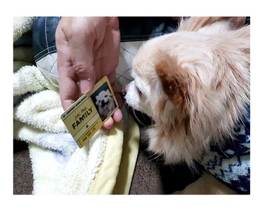 チワワ 老犬 福 ガウリン 吠 ジャル 会員 カード ファミリー 爺 老 ワン 犬 まんが 漫画 マンガ