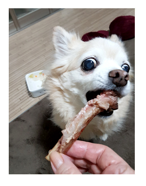 チワワ 老犬 福 ガウリン 吠 誕生日 バースデー 骨 ラム 羊 爺 老 ワン 犬