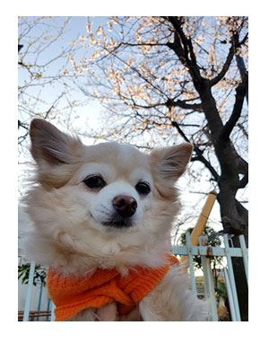 花見 2019 桜 ソメイ 早 北千住 酒 呑み 船 チワワ 散歩 屋形船