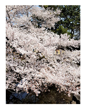 新宿 御苑 花見 桜 アルコール 禁止 女子会 アラフィフ 女子 オバ おば まんが 漫画