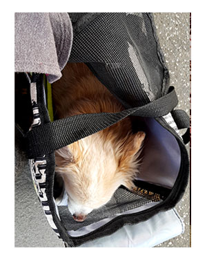 チワワ 老犬 福 ガウリン 吠 キャリー 電車 オムツ ポメ 爺 老 ワン 犬
