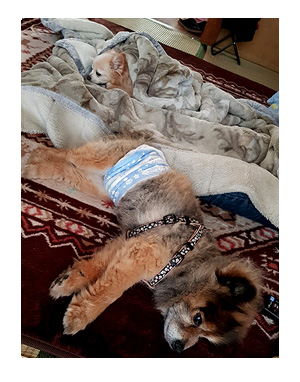 チワワ 老犬 福 ガウリン 吠 キャリー 電車 オムツ ポメ 爺 老 ワン 犬