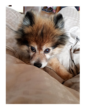チワワ 老犬 福 ガウリン 吠 キャリー 電車 オムツ ポメ 爺 老 ワン 犬