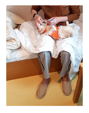 チワワ 老犬 福 ガウリン 吠 四国 徳島 香川 車 連休 フェリー ペット 同伴 個室 爺 老 ワン 犬 まんが 漫画 マンガ