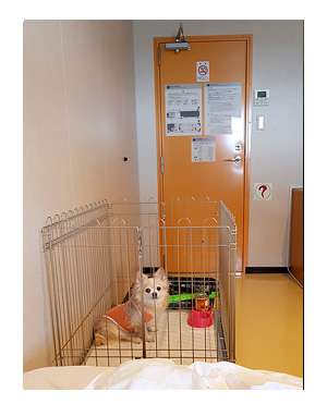 チワワ 老犬 福 ガウリン 吠 四国 徳島 香川 車 連休 フェリー ペット 同伴 個室 爺 老 ワン 犬 まんが 漫画 マンガ