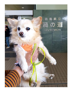 チワワ 老犬 福 ガウリン 吠 四国 徳島 香川 車 連休 フェリー ペット 同伴 個室 爺 老 ワン 犬 まんが 漫画 マンガ