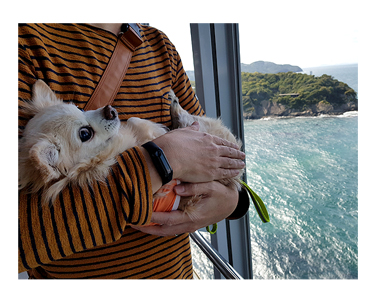 四国 徳島 香川 さわら サワラ 刺身 徳島 ととや 犬 まんが 漫画 マンガ