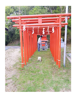 チワワ 老犬 福 吠 四国 徳島 香川 車 連休 瀬戸音十庵 高松 映画 ロケ ペット 泊 爺 犬 まんが 漫画 マンガ